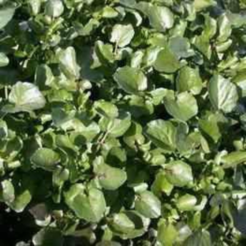 Nasturtium Officinale - Watercress (Bare Root)