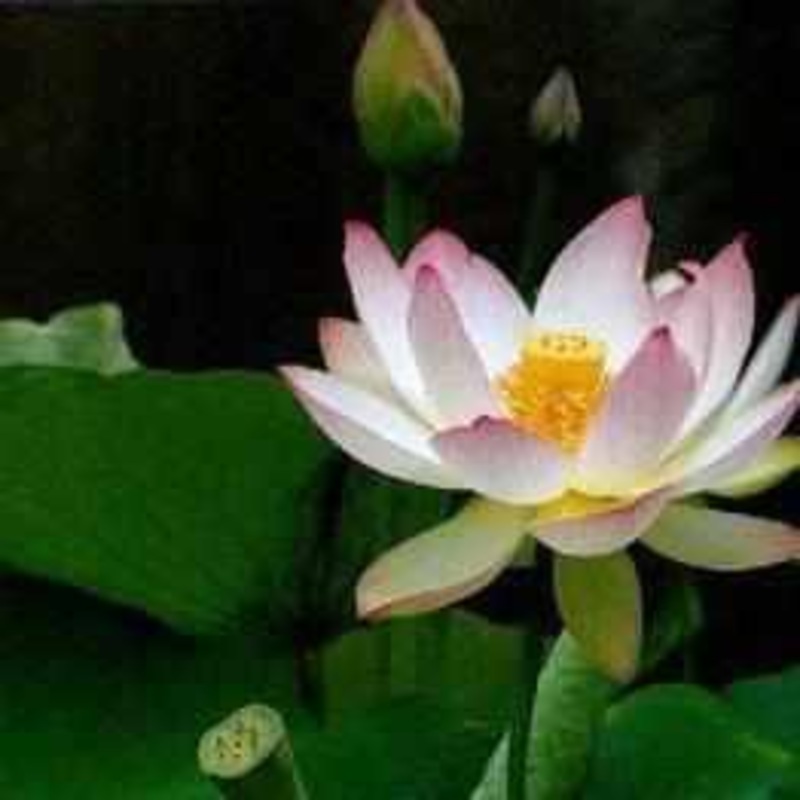 Nelumbo Nucifera 'American Three Color' Lotus (Bare Root)
