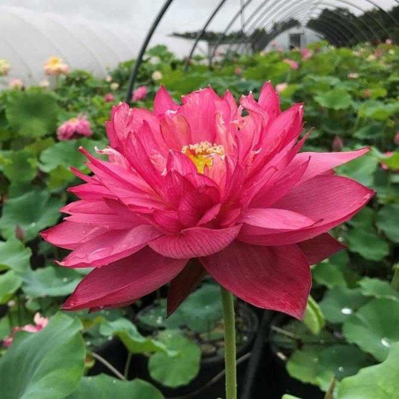 Nelumbo Nucifera 'Deepest Loving' Lotus (Bare Root)