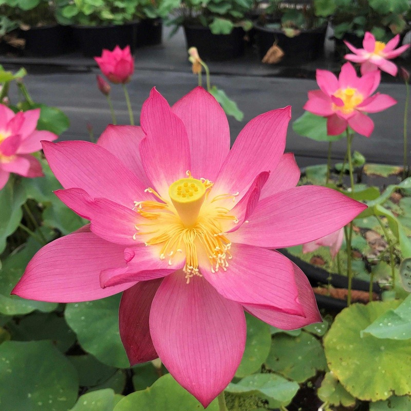 Nelumbo Nucifera 'East Lake Pink' Lotus (Bare Root)