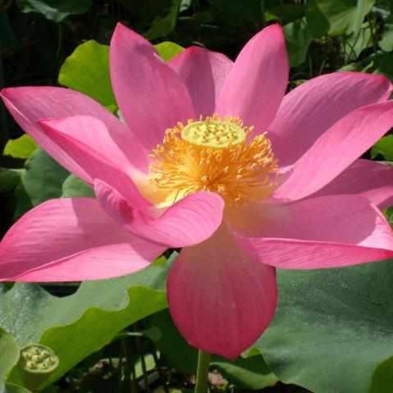 Nelumbo Nucifera 'Flame Clouds' Red Lotus (Bare Root)