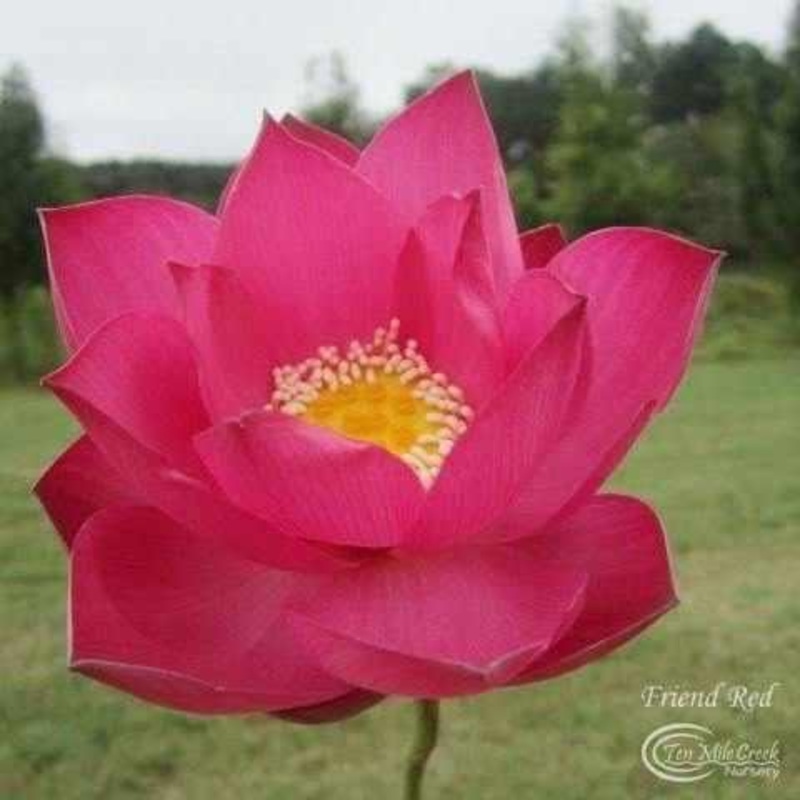 Nelumbo Nucifera 'Friend Red' Lotus (Bare Root)
