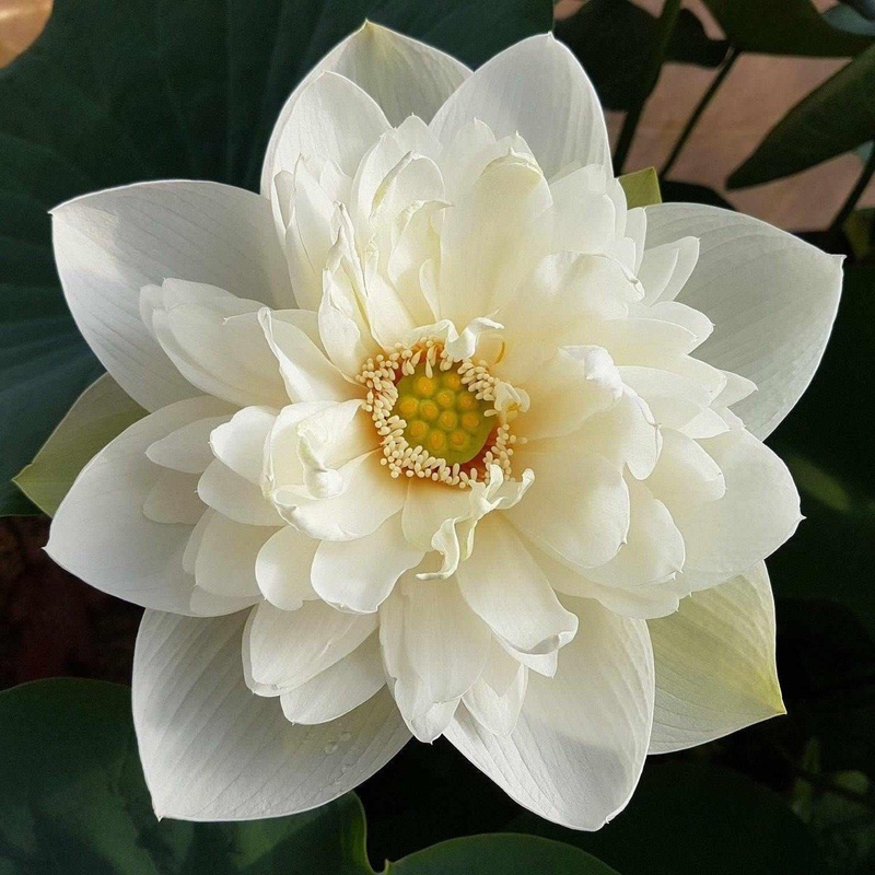Nelumbo Nucifera 'High Cotton' Lotus (Bare Root)