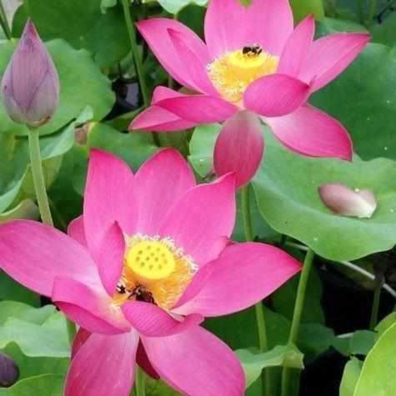 Nelumbo Nucifera 'Red at Sunset' Lotus (Bare Root)