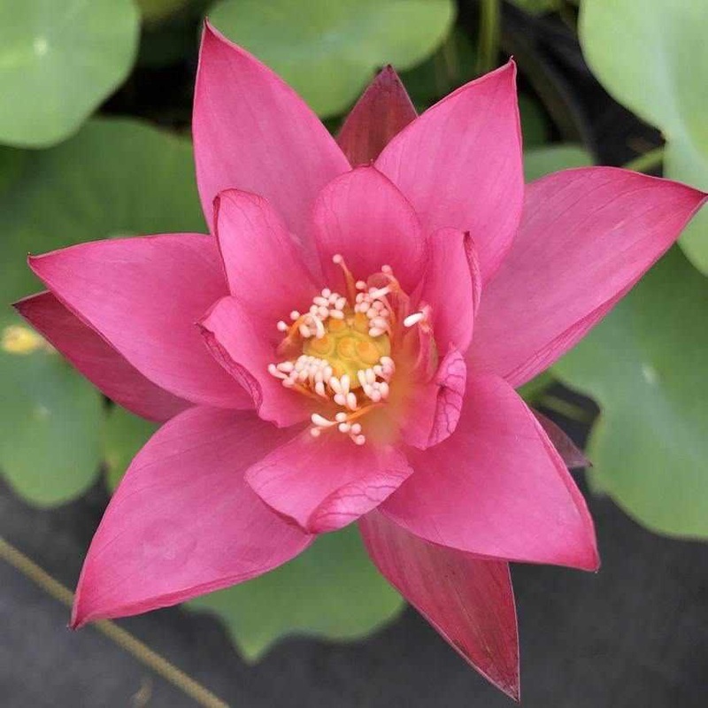 Nelumbo Nucifera 'Sparks' Lotus (Bare Root)