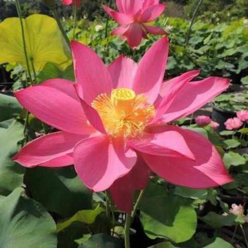 Nelumbo Nucifera 'Titan' Lotus (Bare Root)