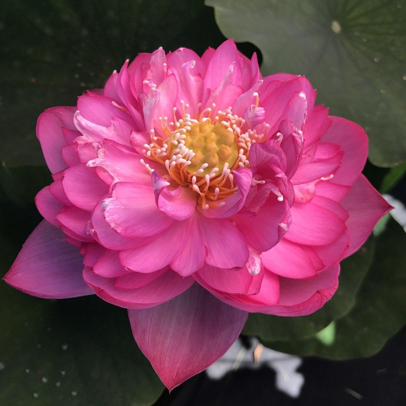 Nelumbo Nucifera 'Titanic' Lotus (Bare Root)