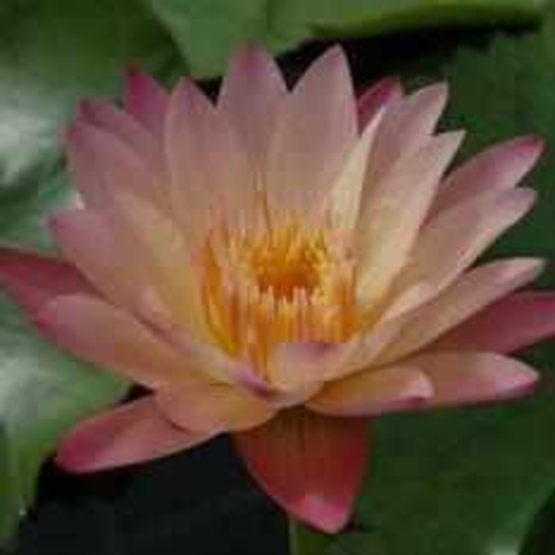 Nymphaea 'Albert Greenberg' Tropical Day Blooming Lily (Bare Root)