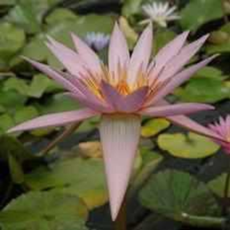Nymphaea 'August Siebert' Tropical Day Blooming Lily (Bare Root)