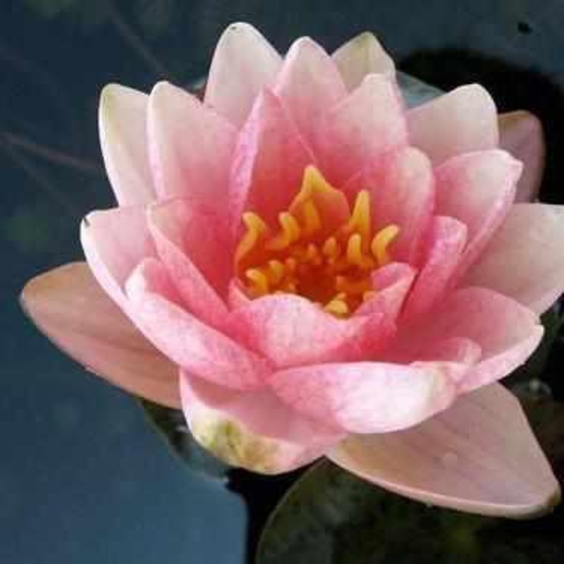 Nymphaea 'Berit Strawn' Small Pink Lily (Bare Root)