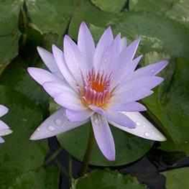 Nymphaea 'Blue Beauty' Tropical Day Blooming Lily (Bare Root)