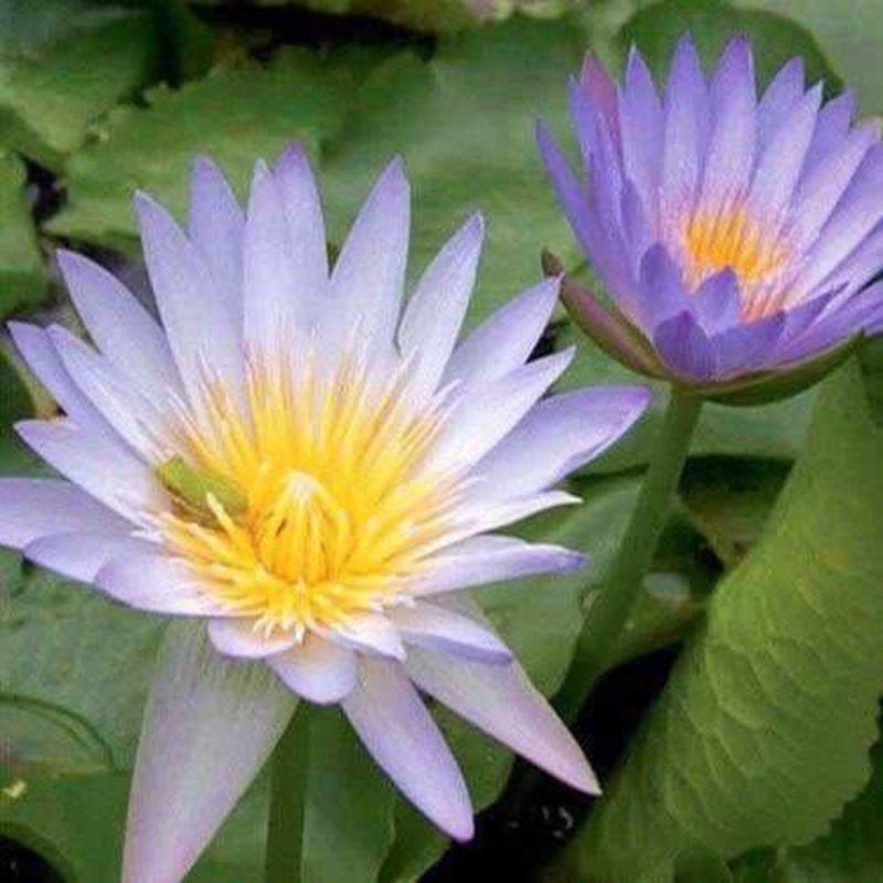 Nymphaea 'Blue Blink' - Day Blooming Tropical Waterlily (Bare Root)