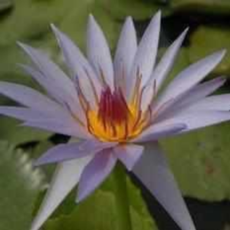 Nymphaea 'Blue Star' Tropical Day Blooming Lily (Bare Root)