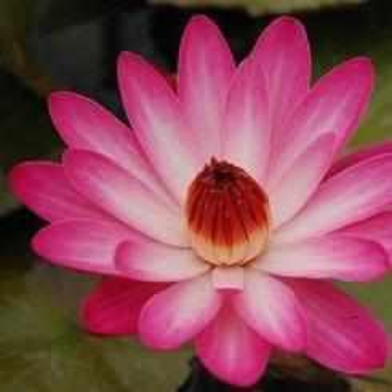 Nymphaea 'Catherine Marie' Night Blooming Tropical Lily (Bare Root)