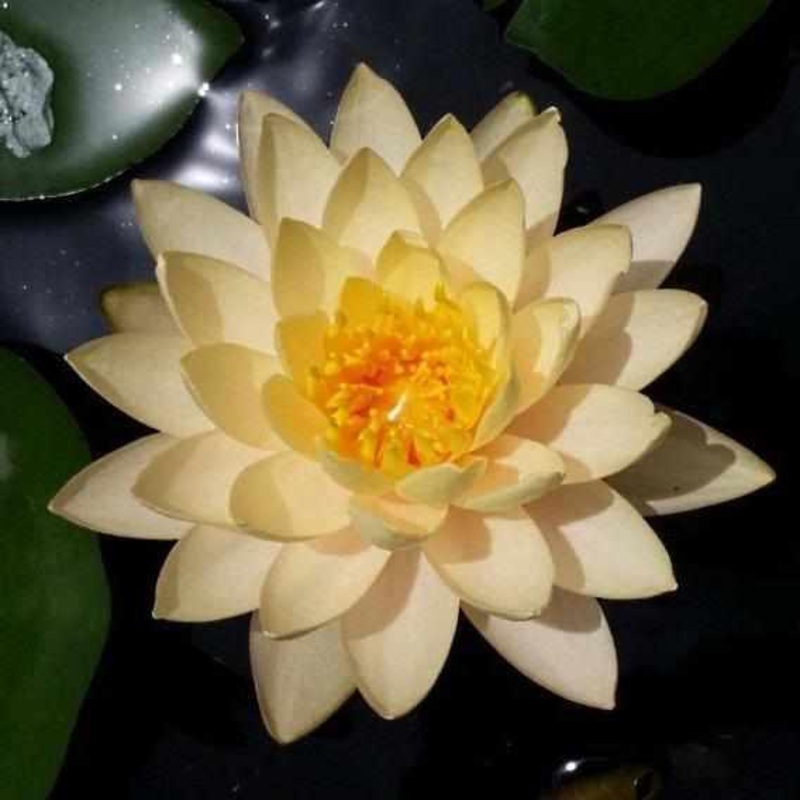 Nymphaea 'Clyde Ikin's' Double Peach Hardy Lily (Bare Root)