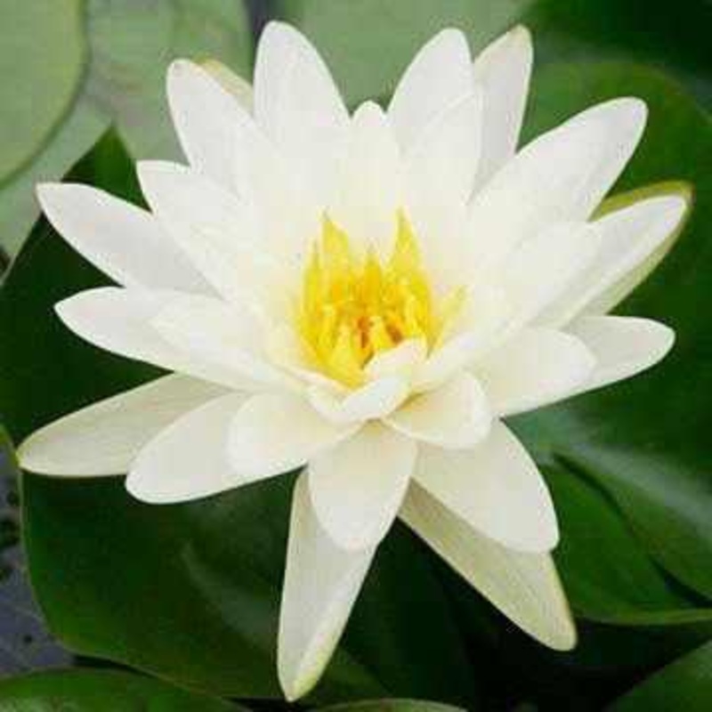Nymphaea 'Denver' - Creamy White with Yellow Hardy Lily (Bare Root)
