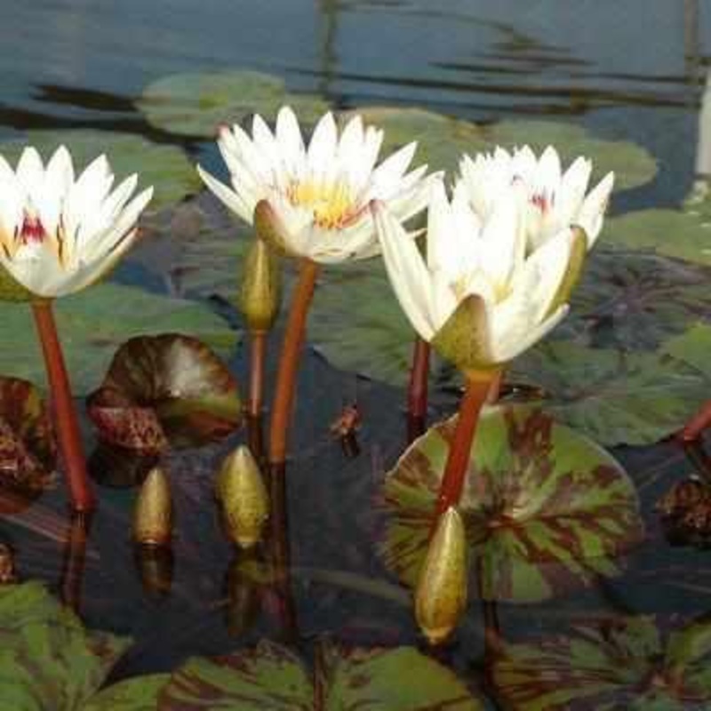 Nymphaea 'Innocence' Tropical Day Blooming Lily (Bare Root)