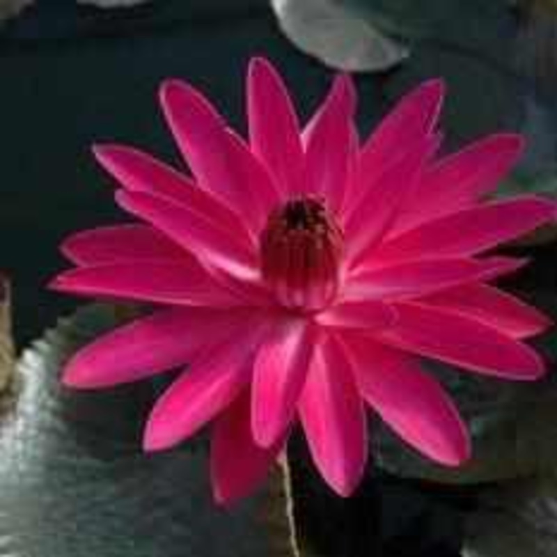 Nymphaea 'Jennifer Rebecca' Night Blooming Tropical Lily (Bare Root)