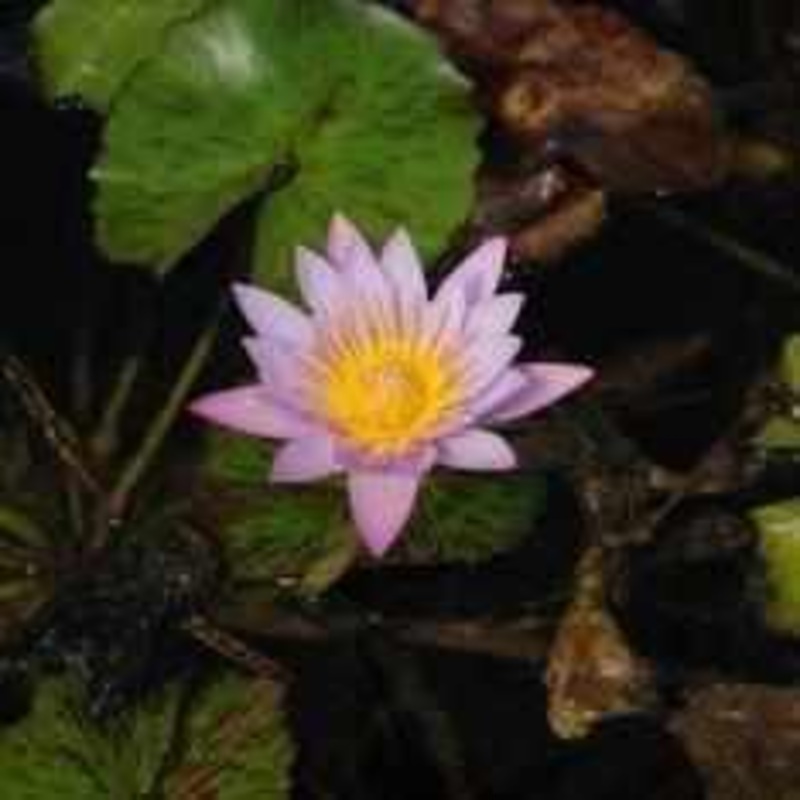 Nymphaea 'Key Largo' Tropical Day Blooming Lily (Bare Root)