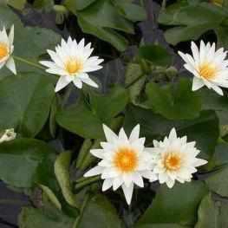Nymphaea 'Marian Strawn' Tropical Day Blooming Lily (Bare Root)