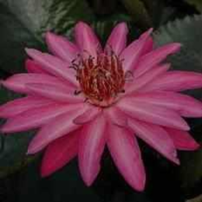 Nymphaea 'Maroon Beauty' Night Blooming Tropical Lily (Bare Root)