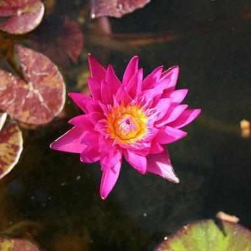 Nymphaea 'Miami Rose' - Hot Pink - Day Blooming Waterlily (Bare Root)