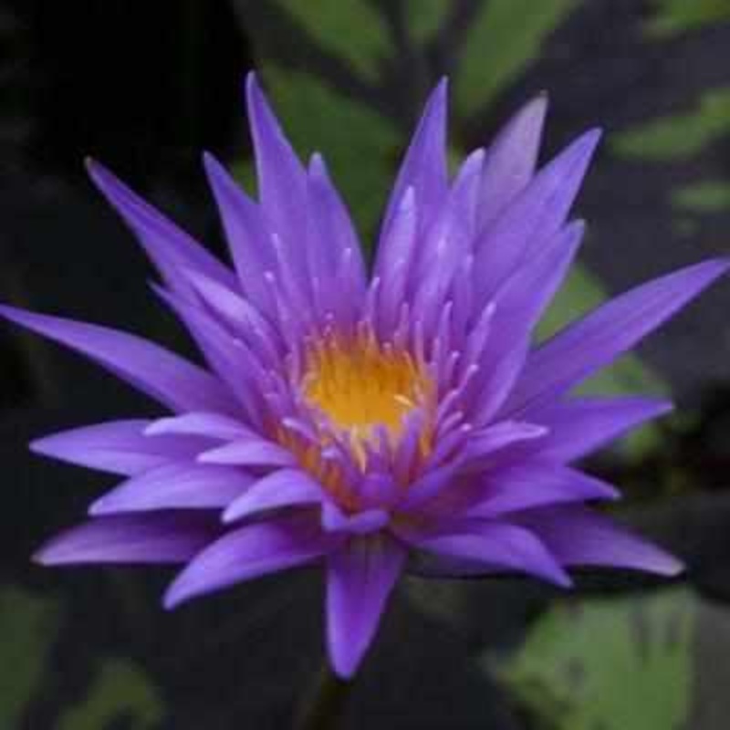 Nymphaea 'Midnight Serenade' Tropical Day Blooming Lily (Bare Root)