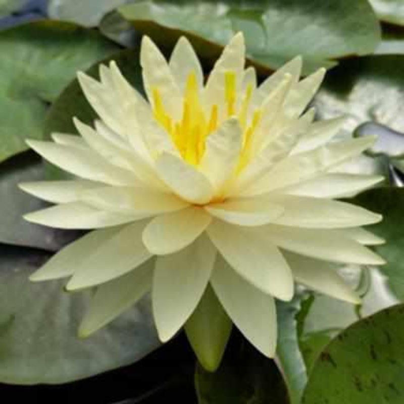 Nymphaea 'Perry's White Wonder' Hardy Lily (Bare Root)