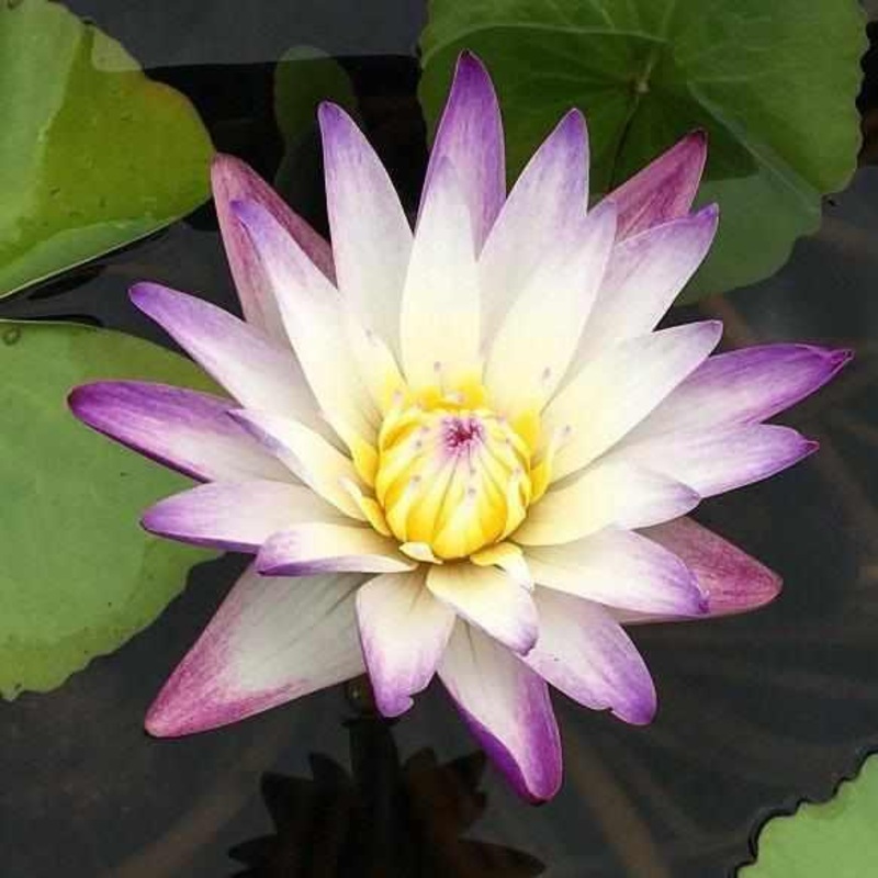 Nymphaea 'Purple Joy' Day Blooming Tropical Waterlily (Bare Root)