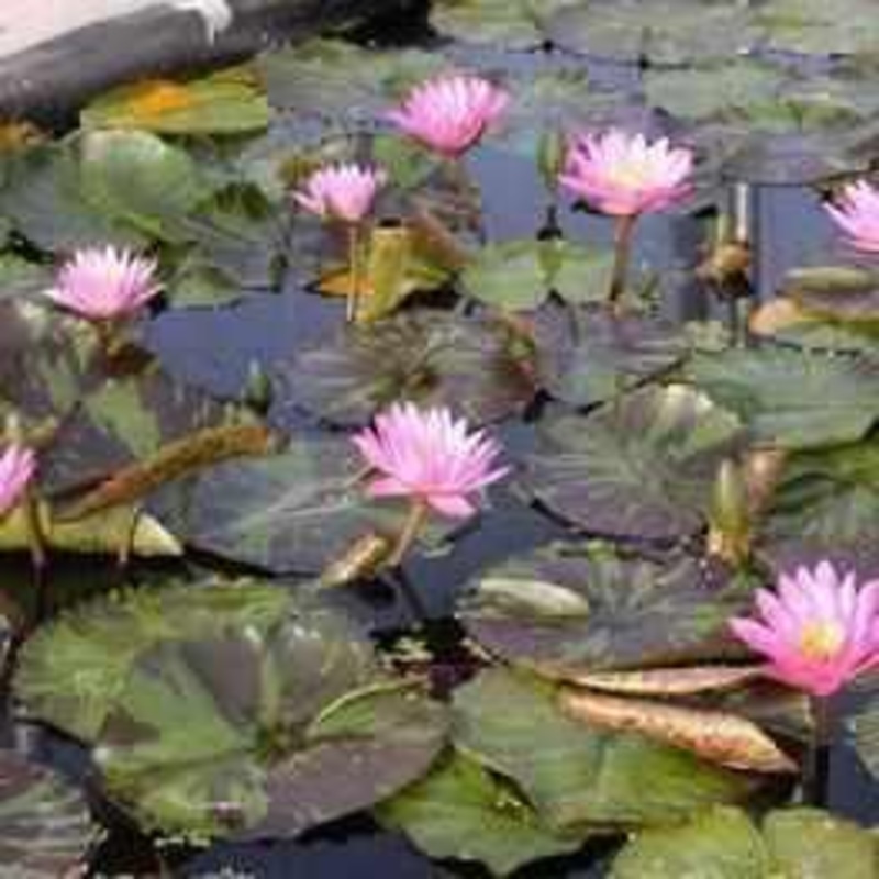 Nymphaea 'Queen of Siam' Tropical Day Blooming Lily (Bare Root)