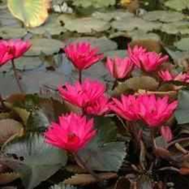 Nymphaea 'Red Cup' Night Blooming Tropical Lily (Bare Root)