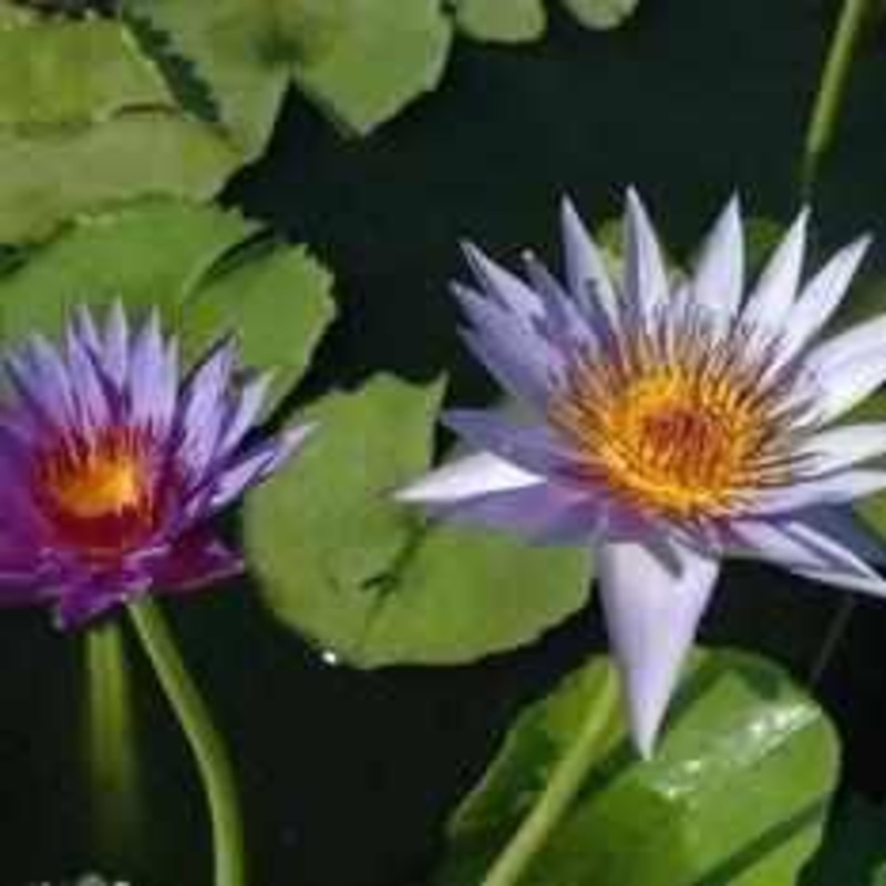 Nymphaea 'Rhonda Kay' Tropical Day Blooming Lily (Bare Root)