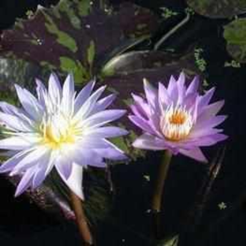 Nymphaea 'Star of Siam' Tropical Day Blooming Lily (Bare Root)