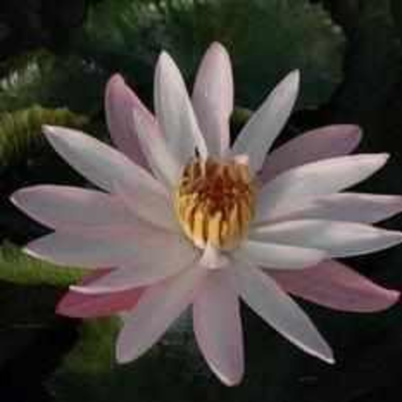 Nymphaea 'Texas Shell Pink' Night Blooming Tropical Lily (Bare Root)