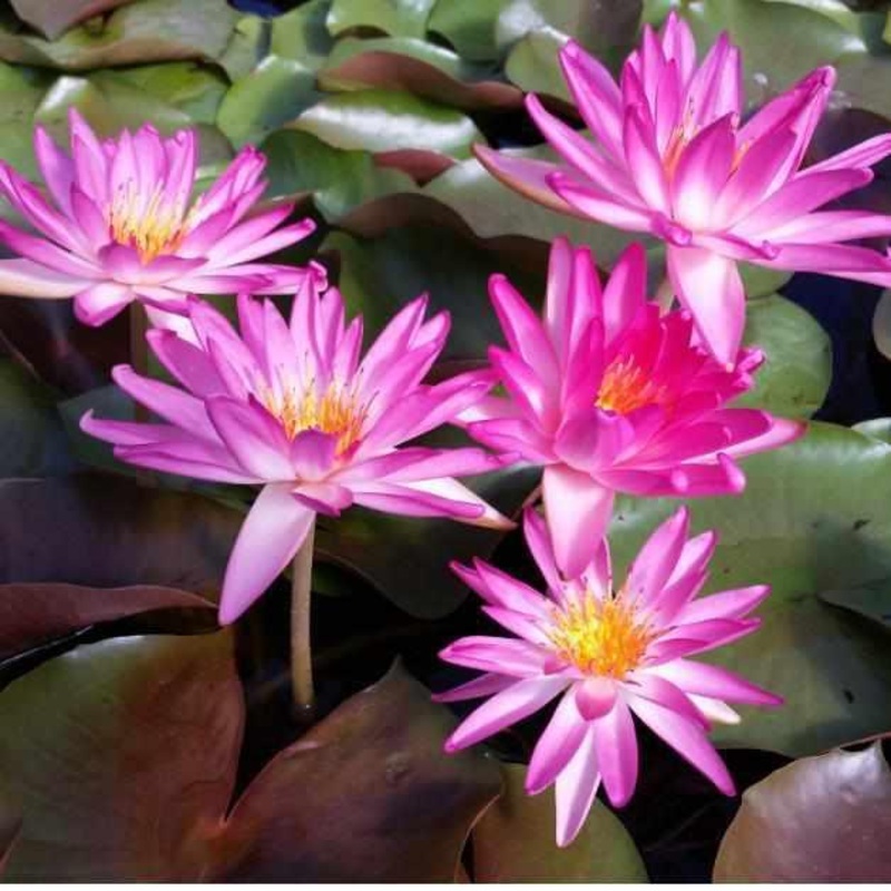 Nymphaea 'Tropic Star' - Hardy Lily (Bare Root)