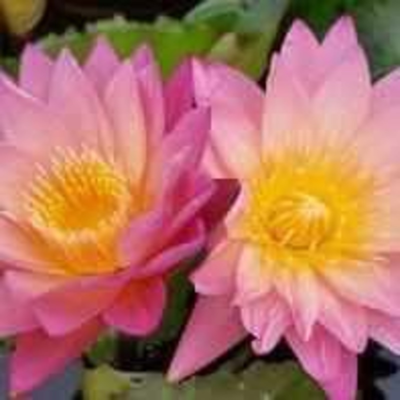 Nymphaea 'Tropic Sunset' Tropical Day Blooming Lily (Bare Root)