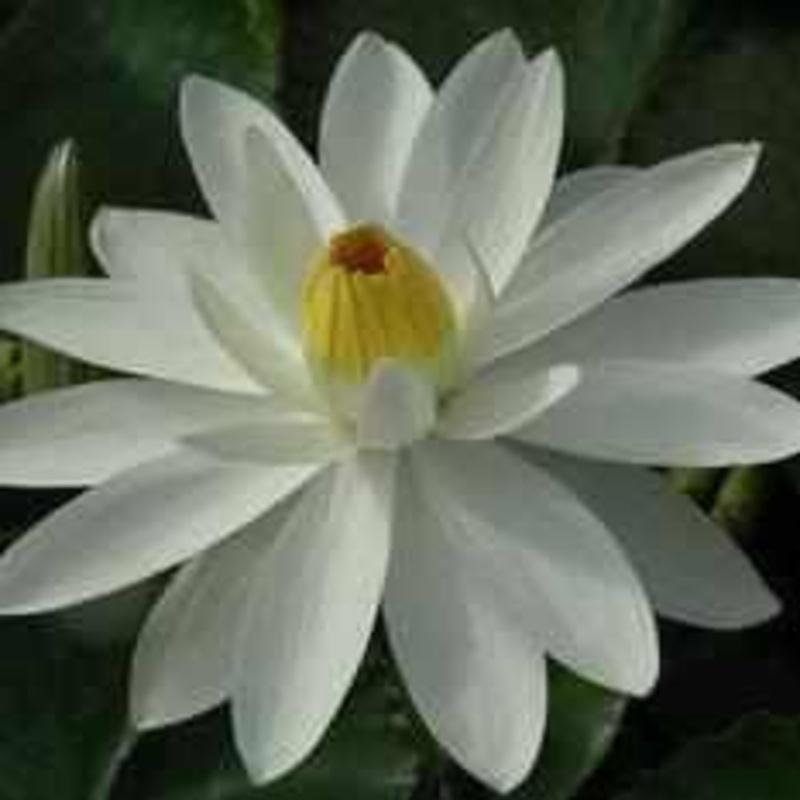 Nymphaea 'Trudy Slocum' Night Blooming Tropical Lily (Bare Root)