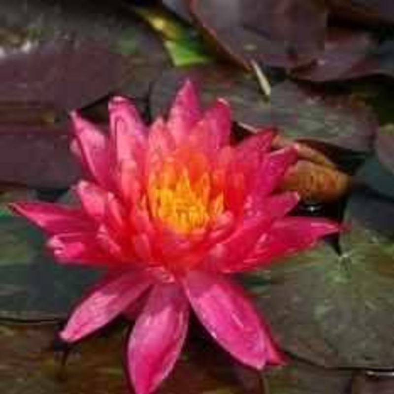 Nymphaea 'Wanvisa' Pink & Yellow Hardy Lily (Bare Root)