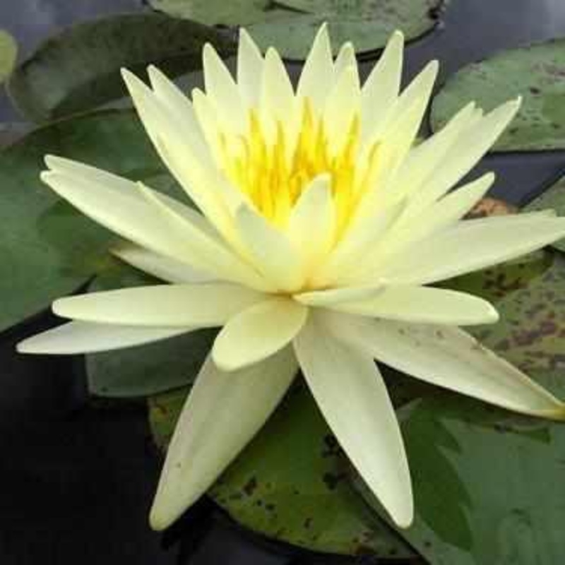 Nymphaea 'Yellow Queen'  Medium Hardy Lily (Bare Root)