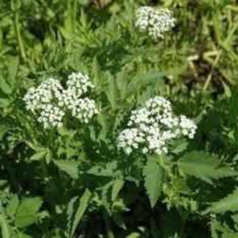 Oenanthe Javanica - Water Celery (Bare Root)