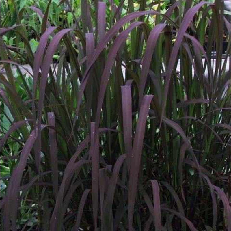 Oryza Sativa 'Dwarf Black Madras' Grass (Bare Root)