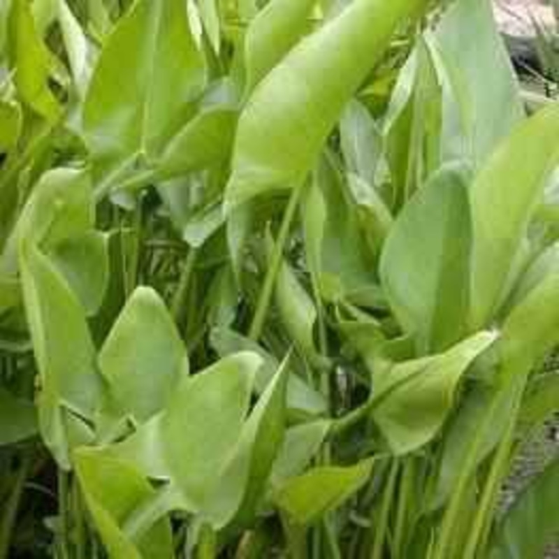Peltandra Virginica - Arrow-Arum (Bare Root)