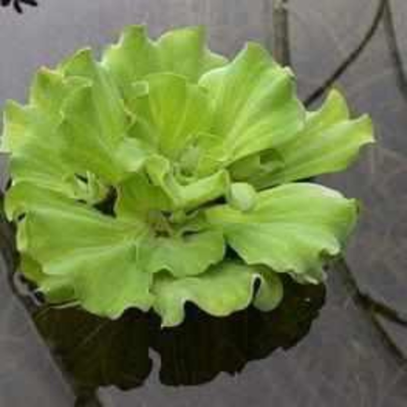 Pistia Stratiotes 'Ruffled' - Ruffled Water Lettuce (Bare Root)