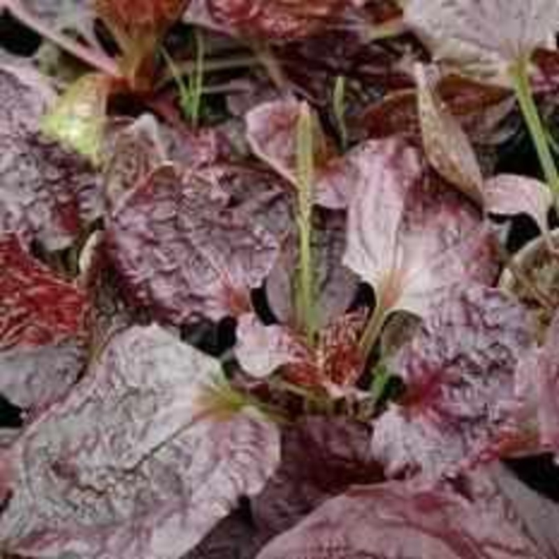 Plantagao Major 'Rubrifolia' (Bare Root)