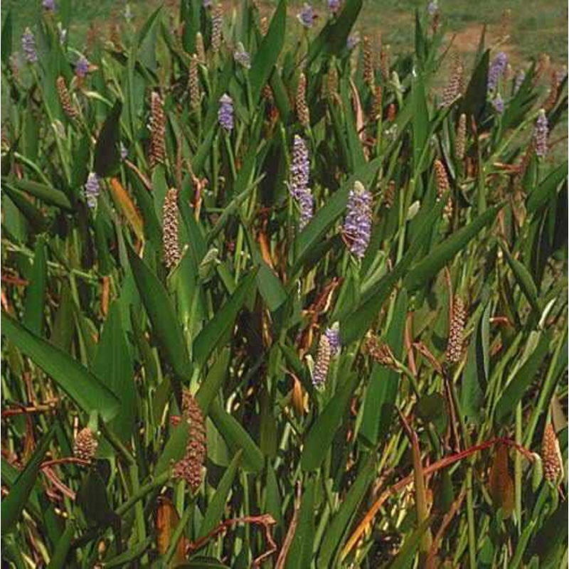 Pontederia Cordata Lanceolata - Giant Pickerel Rush (Bare Root)