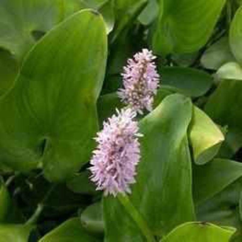 Pontederia Cordata 'Pink Pons' - Pink Pickerel (Bare Root)