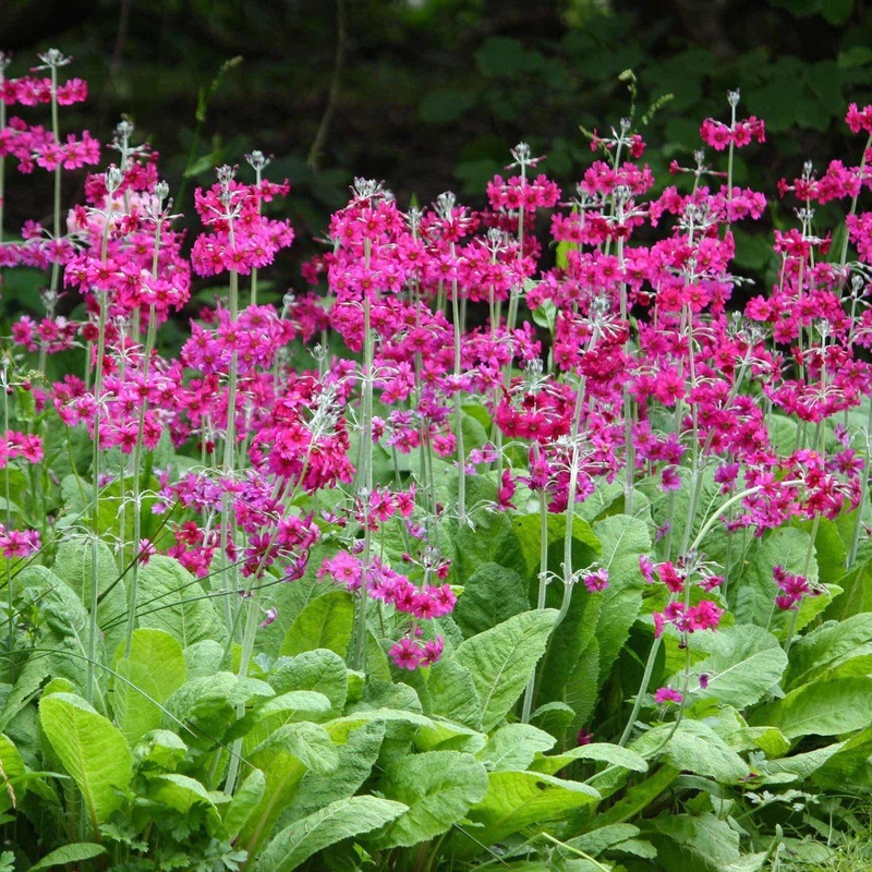 Primula Japonica 'Japanese Primrose' (Bare Root)