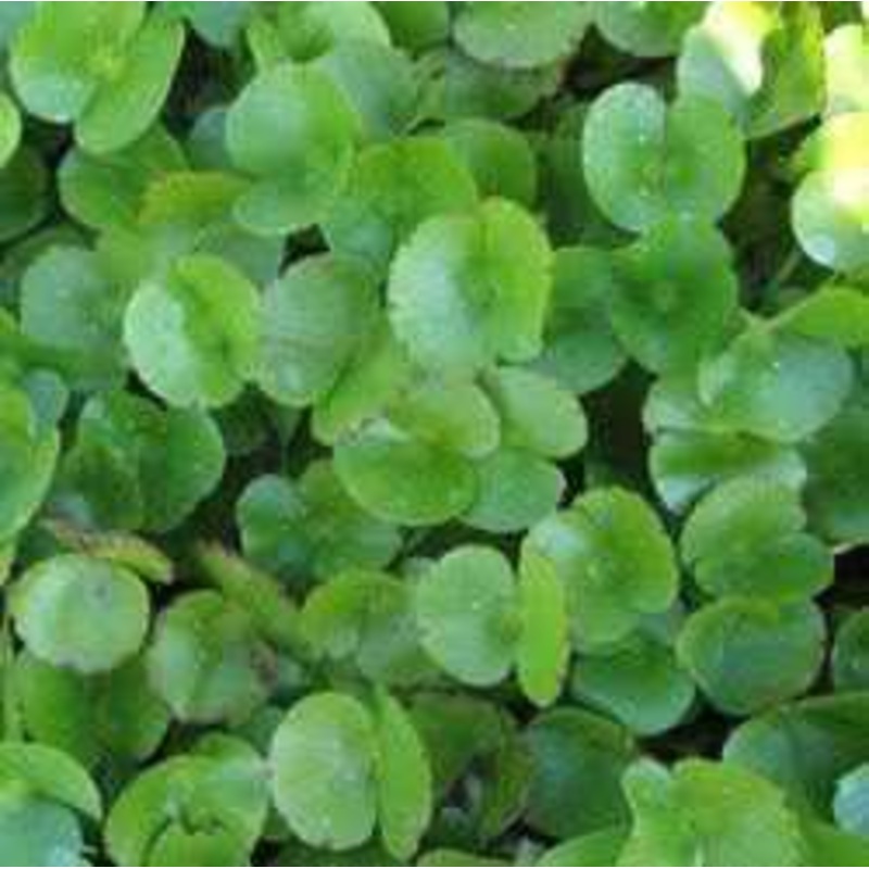 Regnellidium Diphyllum - Two-Leaf Water Clover (Bare Root)