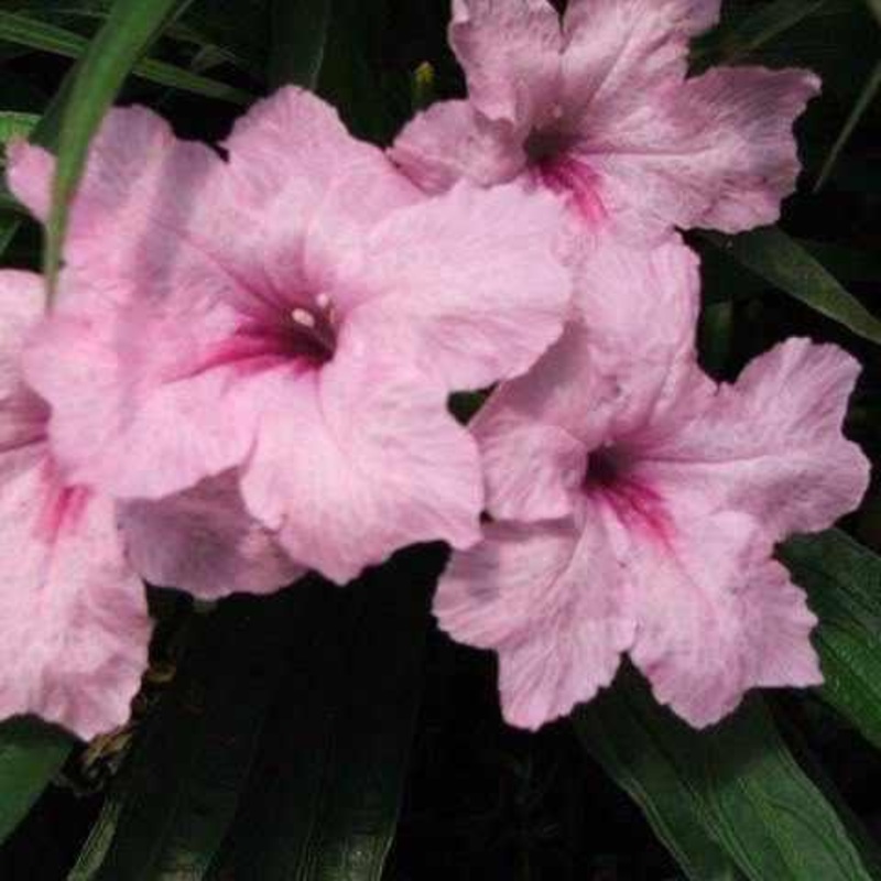 Ruellia Brittoniana 'Pink' - Dwarf Pink Bells (Bare Root)