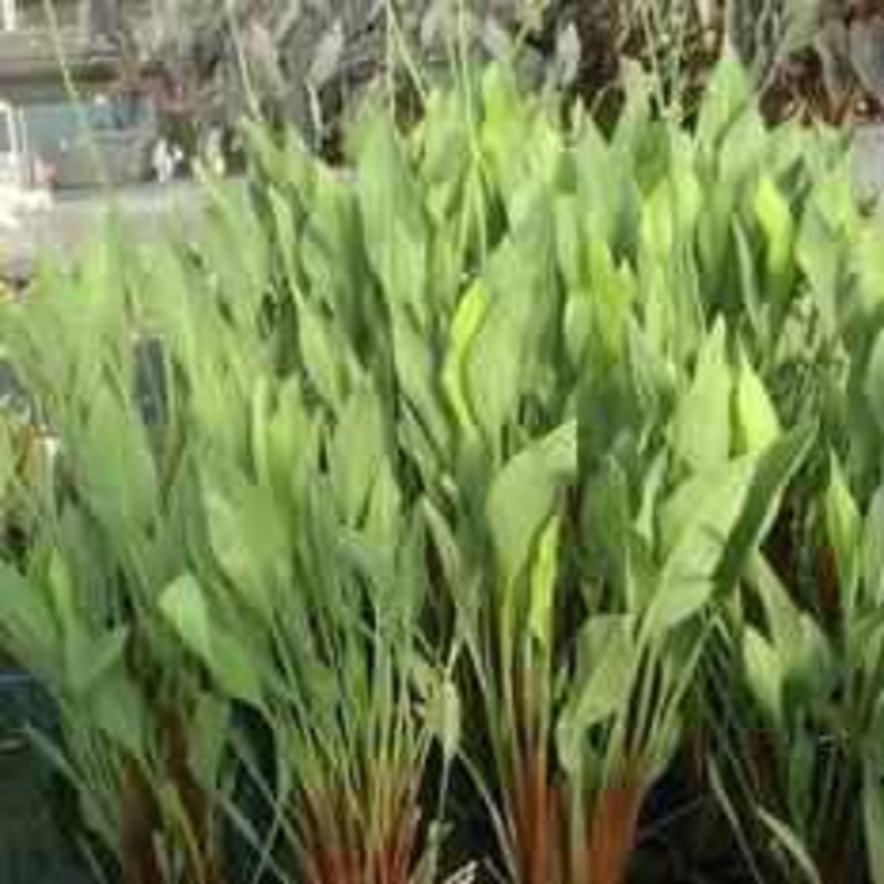 Sagittaria lancifolia 'Rubrum' - Red Stemmed Sagittaria (Bare Root)